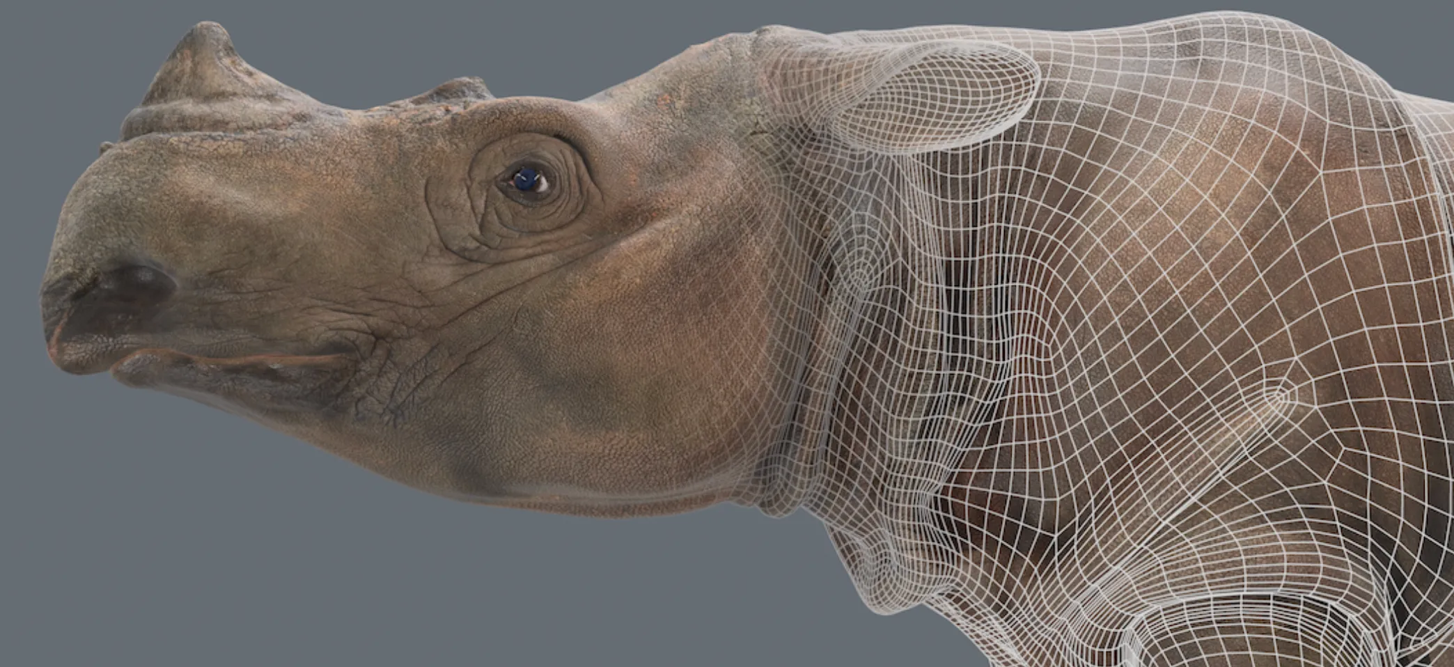 Digitizing the Sumatran Rhino