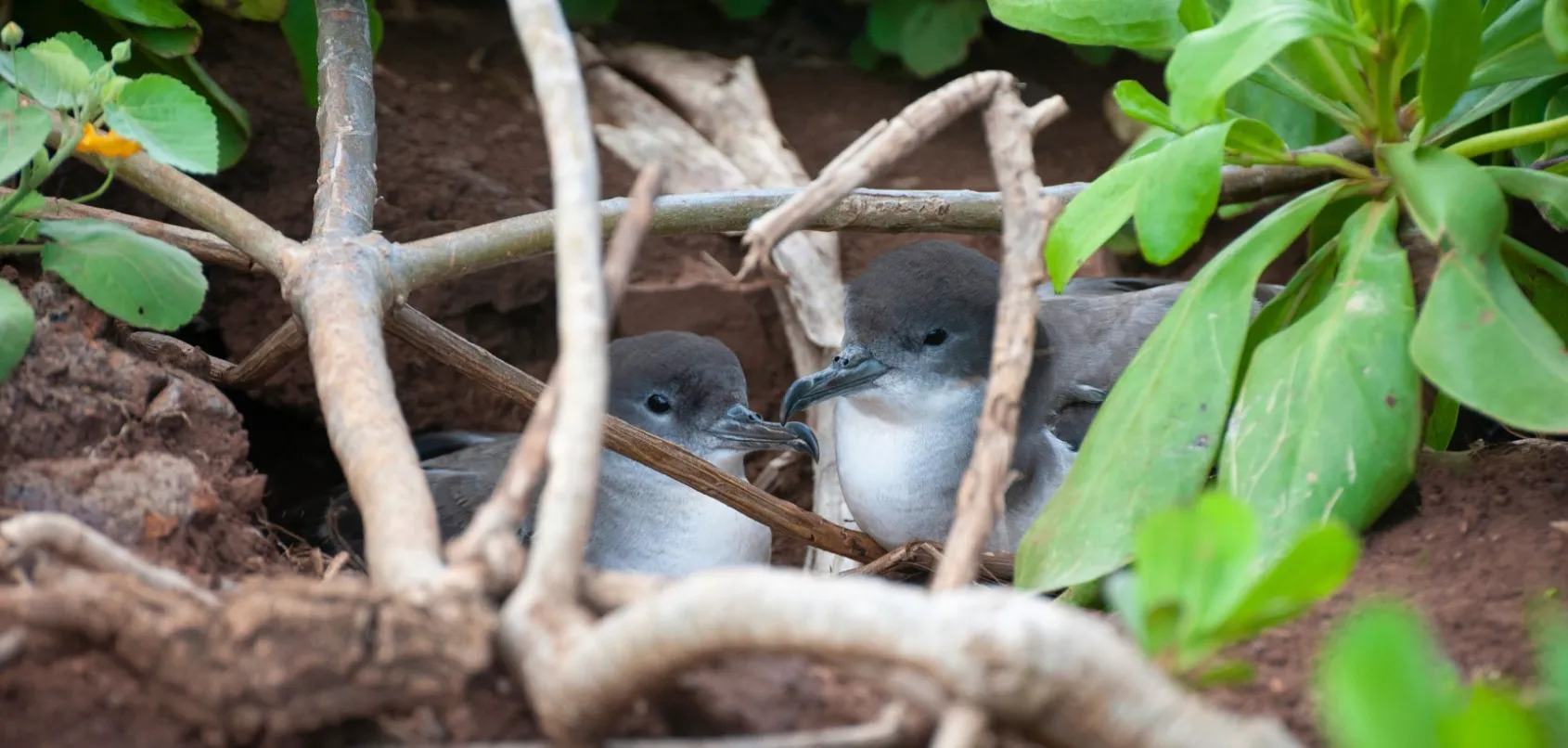 Synthetaic's AI tool helps scientists discover Hawaiian seabirds thought to be extinct